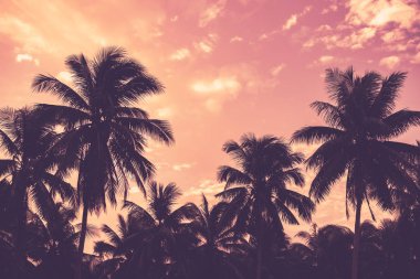 Gün batımında güneş ışığı alan tropikal palmiye ağaçlarının gölgelerini kopyala ve soyut bir zemin oluştur. Yaz tatili ve doğa yolculuğu macera konsepti. Klasik ton filtre efekti renk biçimi.
