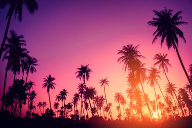 Gün batımında güneş ışığı alan tropikal palmiye ağaçlarının gölgelerini kopyala ve soyut bir zemin oluştur. Yaz tatili ve doğa yolculuğu macera konsepti. Klasik ton filtre efekti renk biçimi.