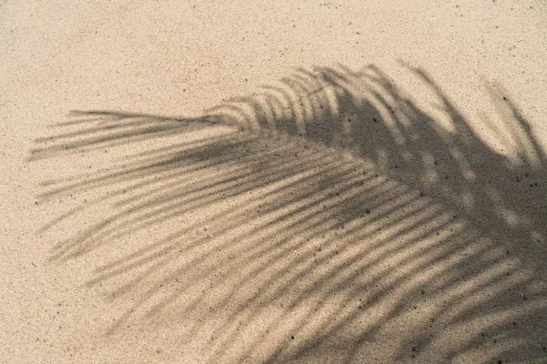 Copiar Espaço Sombra Folha Palma Areia Fundo Textura Praia Verão — Fotografia de Stock