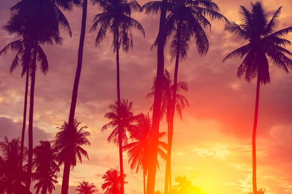 Copy Space Silhouette Tropical Palm Tree Sun Light Sunset Sky — Stock Photo, Image