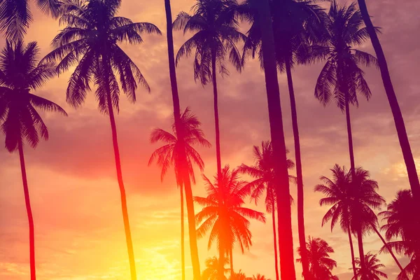 Kopieer Ruimte Van Silhouet Tropische Palmboom Met Zonlicht Zonsondergang Hemel — Stockfoto