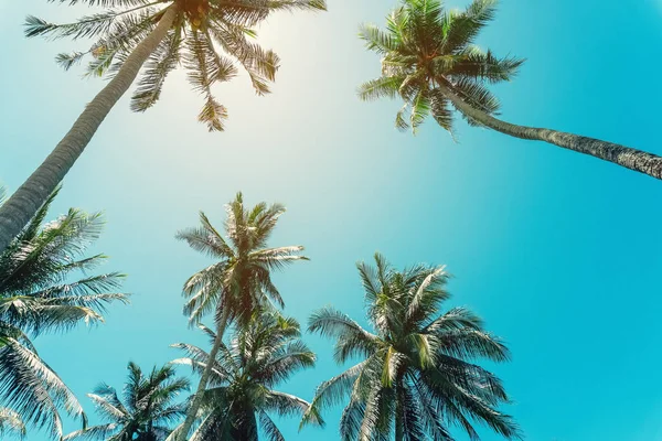 Gün batımında güneş ışığı alan tropikal palmiye ağaçlarının gölgelerini kopyala ve soyut bir zemin oluştur. Yaz tatili ve doğa yolculuğu macera konsepti. Klasik ton filtre efekti renk biçimi.