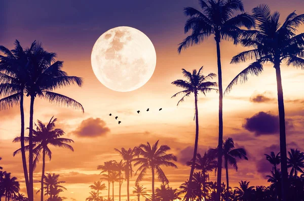 Tropical night. Full moon and palm tree birds fly abstract background. Copy space of nature environment and travel adventure concept. Vintage tone filter effect color style.