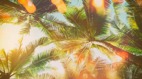 Tropische Palmboom Met Kleurrijke Bokeh Zonlicht Avondrood Wolk Abstracte Achtergrond — Stockfoto