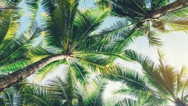 Palmera Tropical Con Luz Solar Sobre Cielo Azul Fondo Abstracto —  Fotos de Stock