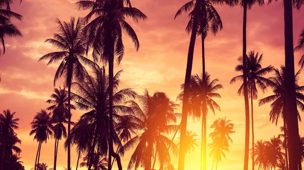Copia Spazio Silhouette Palma Tropicale Con Luce Del Sole Sul — Foto Stock