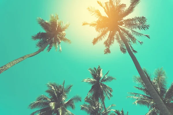Espaço Cópia Palmeira Tropical Com Luz Solar Céu Azul Nuvem — Fotografia de Stock