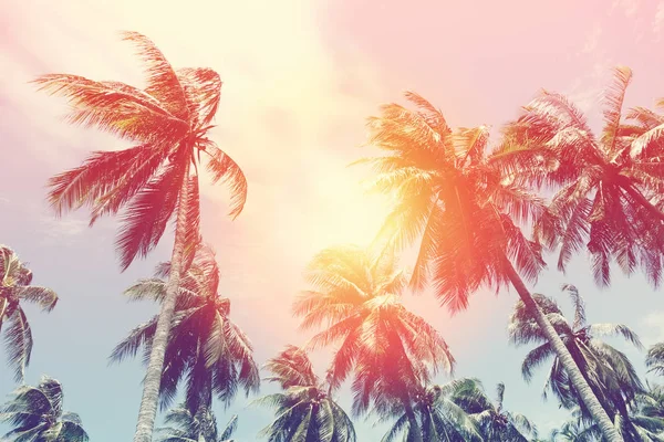 Kopiuj Przestrzeń Sylwetki Tropikalnej Palmy Światłem Słonecznym Zachodzie Słońca Abstrakcyjnym — Zdjęcie stockowe
