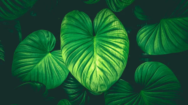 Közelről Trópusi Természet Zöld Levél Caladium Textúra Háttér Trópusi Erdő — Stock Fotó