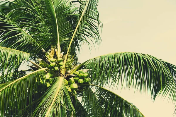 Copy Space Tropical Palm Tree Sun Light Blue Sky White — Stock Photo, Image