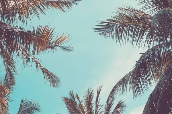 Copiar Espaço Palmeira Tropical Com Luz Solar Céu Azul Nuvem — Fotografia de Stock