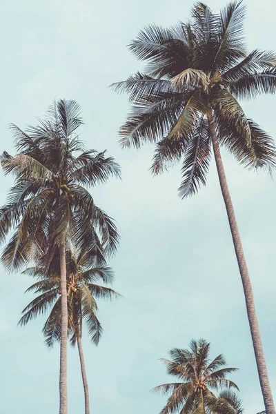 Copiez Espace Palmier Tropical Avec Lumière Soleil Sur Ciel Bleu — Photo