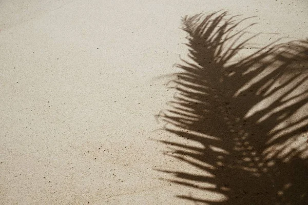 Copy Space Shadow Palm Leaf Sand Beach Texture Background Summer — Stock Photo, Image