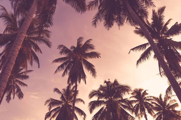 Copiar Espacio Silueta Palmera Tropical Con Luz Del Sol Cielo — Foto de Stock