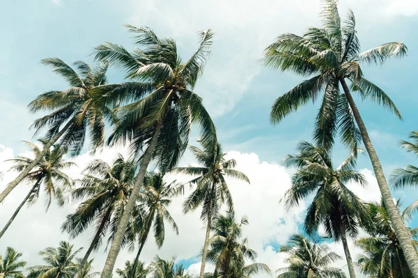 Espaço Cópia Palmeira Tropical Com Luz Solar Céu Azul Nuvem — Fotografia de Stock