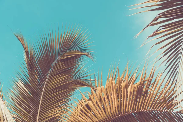 Copiez Espace Palmier Tropical Avec Lumière Soleil Sur Ciel Bleu — Photo