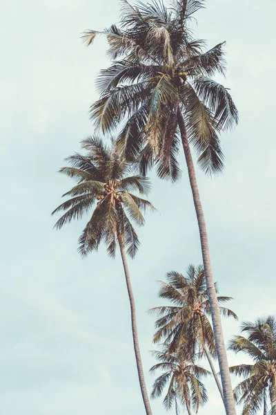 Copiar Espaço Palmeira Tropical Com Luz Solar Céu Azul Nuvem — Fotografia de Stock