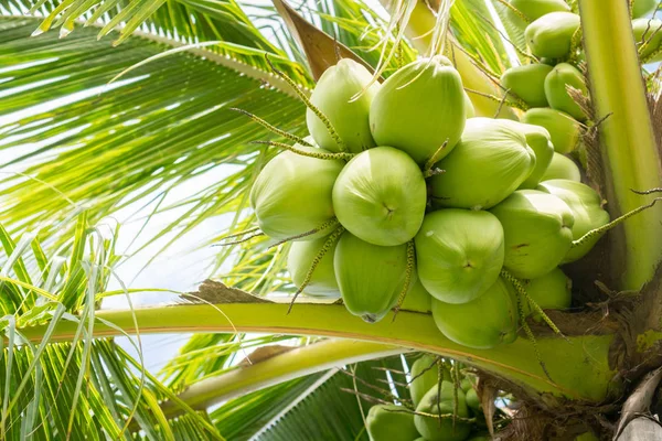Close Kokosnussfrüchte Auf Baum Umweltkonzept Ernährung Und Natur — Stockfoto