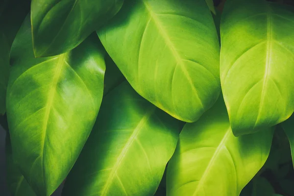 Zbliżenie Zielony Liść Tropikalny Charakter Tekstura Tło Kopiować Miejsca Ekologia — Zdjęcie stockowe