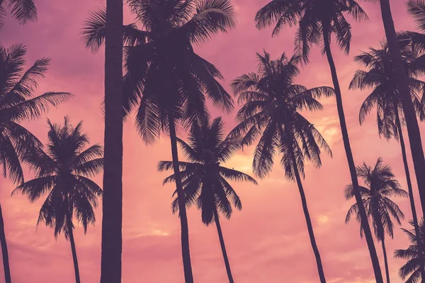 Copy Space Silhouette Tropical Palm Tree Sun Light Sunset Sky — Stock Photo, Image