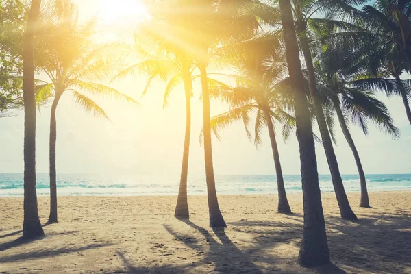 Tropische Palme Strand Mit Blauem Himmel Abstrakten Hintergrund Kopieren Weltraum — Stockfoto