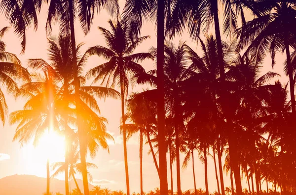 Copy Space Silhouette Tropical Palm Tree Sun Light Sunset Sky — Stock Photo, Image