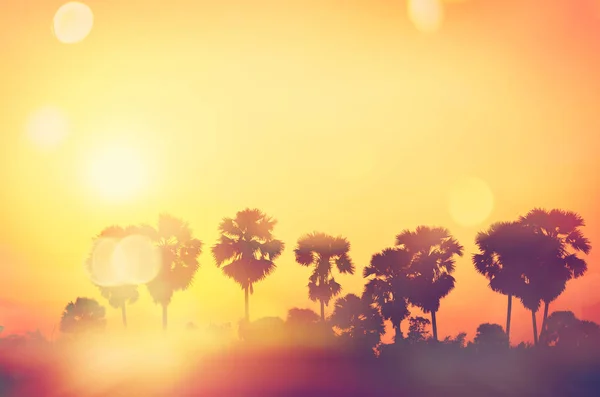 Скопируем Космический Силуэт Тропической Пальмы Красочный Боке Солнечный Свет Абстрактном — стоковое фото