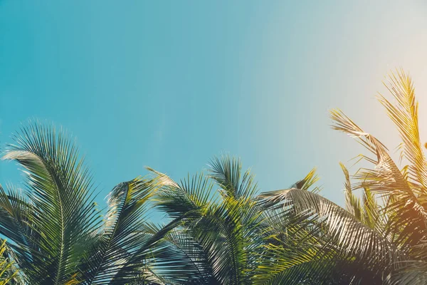 Gün Batımında Güneş Işığı Alan Tropikal Palmiye Ağaçlarının Gölgelerini Kopyala — Stok fotoğraf