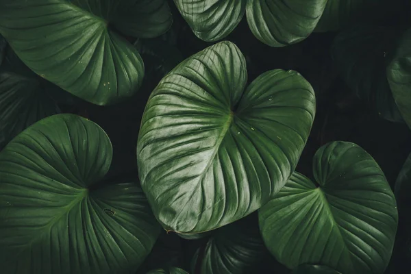 Крупним Планом Тропічна Природа Зеленого Листя Кальцію Текстури Фону Тропічний — стокове фото