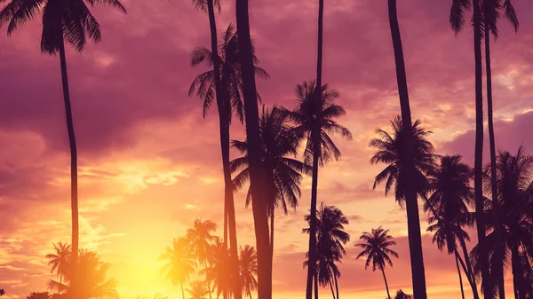 Copy Space Silhouette Tropical Palm Tree Sun Light Sunset Sky — Stock Photo, Image