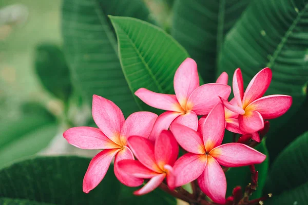 Espace Copie Nom Plumeria Frangipani Flower Leelawadee Thaïlande Profondeur Champ — Photo