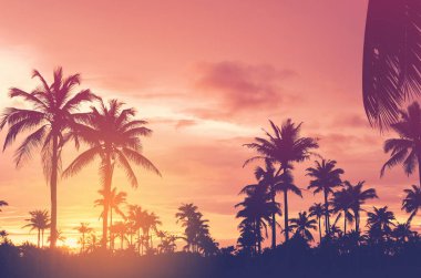 Gün batımında güneş ışığı alan tropikal palmiye ağaçlarının gölgelerini kopyala ve soyut bir zemin oluştur. Yaz tatili ve doğa yolculuğu macera konsepti. Klasik ton filtre efekti renk biçimi.