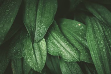 Tropikal doğa yeşil yaprak dokusu soyut arkaplan üzerine yağmur damlalarını kapatın. Uzay ekolojisi ve seyahat macera konseptini kopyalayın. Yüzeyin derinliği. Klasik ton filtre efekti renk biçimi.