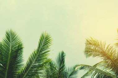 Alan güneş ışığı mavi gökyüzü ve bulut beyaz arka plan ile tropikal palmiye ağacının kopyalayın. Yaz tatili ve doğa macera kavramı seyahat. Vintage sesi filtre efekti renk stili.