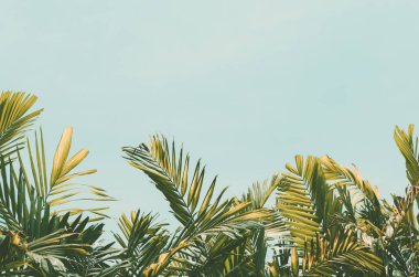 Alanı tropikal palmiye ağacı ile güneş ışığı mavi gökyüzü ve bulut arka plan üzerinde kopyalayın. Yaz tatili ve doğa macera kavramı seyahat. Vintage sesi filtre efekti renk stili.