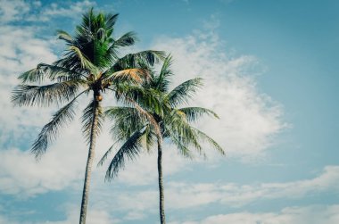 Alan güneş ışığı mavi gökyüzü ve bulut beyaz arka plan ile tropikal palmiye ağacının kopyalayın. Yaz tatili ve doğa macera kavramı seyahat. Vintage sesi filtre efekti renk stili.