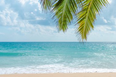 Plaj arka plan üzerinde tropikal palmiye ağacı. Alan yaz tatil tatil ve iş seyahat macera kavramı kopyalayın. Vintage sesi filtre efekti renk stili.