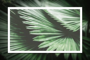 Yeşil palmiye yaprağı desen doku arka plan üzerinde beyaz çizgili çerçeve. Grafik tasarım tropikal yaz konsepti için alan kopyalayın. Vintage sesi filtre efekti renk stili.