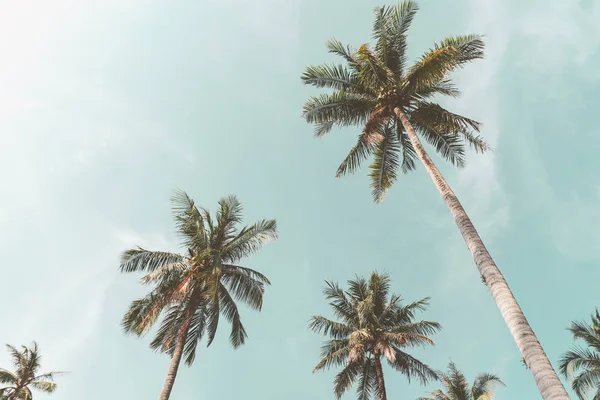 Copiar Espaço Palmeira Tropical Com Luz Solar Céu Azul Nuvem — Fotografia de Stock