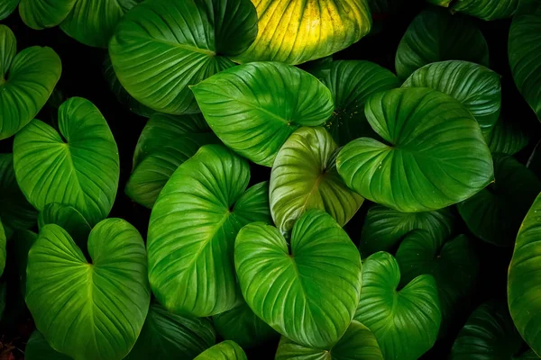 Gros Plan Nature Tropicale Vert Feuille Caladium Texture Fond Forêt — Photo
