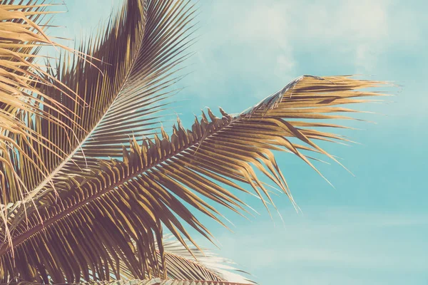 复制空间热带棕榈树与阳光在蓝天和云抽象的背景 暑假与自然旅游冒险的概念 复古色调滤镜效果颜色样式 — 图库照片