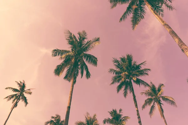 Copiar Espacio Silueta Palmera Tropical Con Luz Del Sol Cielo — Foto de Stock