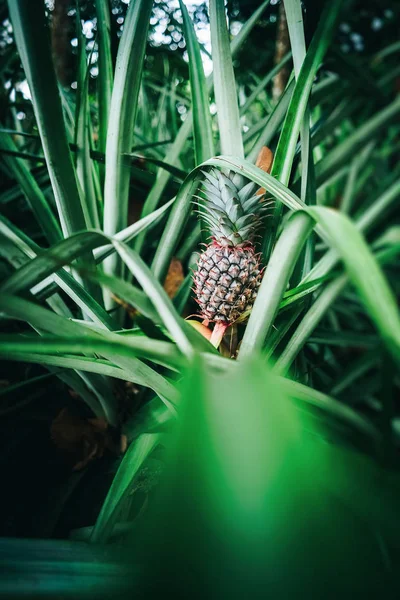 Pineapple Farm Nature Background Tropical Fruit Food Concept Vintage Tone — Stock Photo, Image