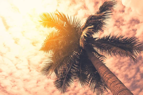 Copia Spazio Silhouette Palma Tropicale Con Luce Del Sole Sul — Foto Stock