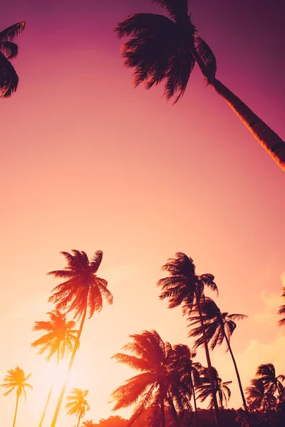Copiez Espace Silhouette Palmier Tropical Avec Lumière Soleil Sur Ciel — Photo