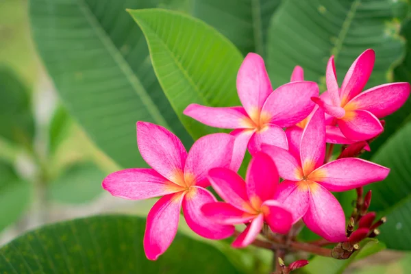 Espace Copie Nom Plumeria Frangipani Flower Leelawadee Thaïlande Profondeur Champ — Photo