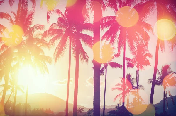 Palmier Tropical Avec Lumière Soleil Bokeh Coloré Sur Coucher Soleil — Photo