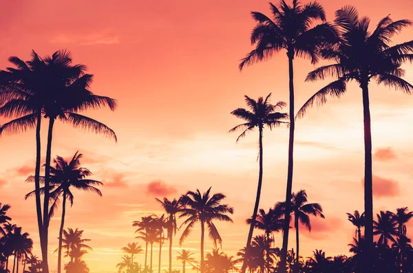 Gün batımında güneş ışığı alan tropikal palmiye ağaçlarının gölgelerini kopyala ve soyut bir zemin oluştur. Yaz tatili ve doğa yolculuğu macera konsepti. Klasik ton filtre efekti renk biçimi.