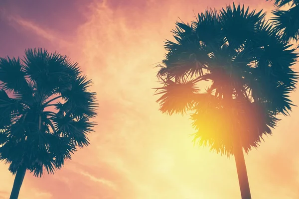Másolja Tér Sziluett Trópusi Pálmafa Napfény Naplemente Felhő Elvont Háttér — Stock Fotó