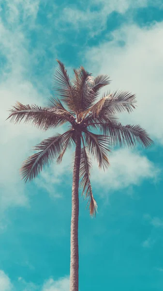 Copie Palmera Tropical Espacial Con Luz Solar Sobre Cielo Azul —  Fotos de Stock